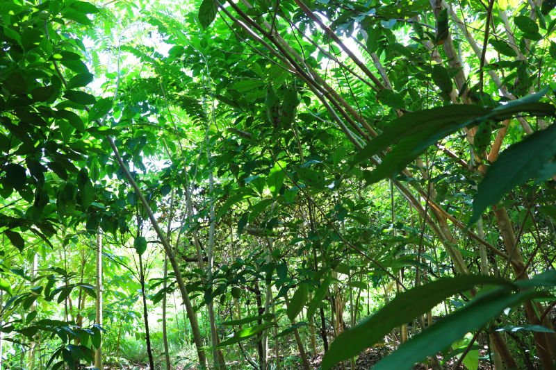 Asom/Ideflor-Bio
Uma área alterada no Parque Estadual do Utinga Camillo Vianna ganhou vida nova um ano após receber o plantio de 7.800 mudas de espécies florestais e frutíferas, cultivadas entre janeiro e junho de 2019. Com plantas de mais de um metro de altura, o reflorestamento do local é fruto da implantação do Sistema Miyawaki, realizado por meio de uma parceria entre o Instituto de Desenvolvimento Florestal e da Biodiversidade do Estado do Pará (Ideflor-Bio) e o Instituto Amigos da Floresta Amazônica (Asflora). <div class='credito_fotos'>Foto: Ascom Ideflor-Bio | <a href='/midias/2020/originais/6599_a57184f1-020f-76d3-fc6c-ed783840c02c.jpg' download><i class='fa-solid fa-download'></i> Download</a></div>