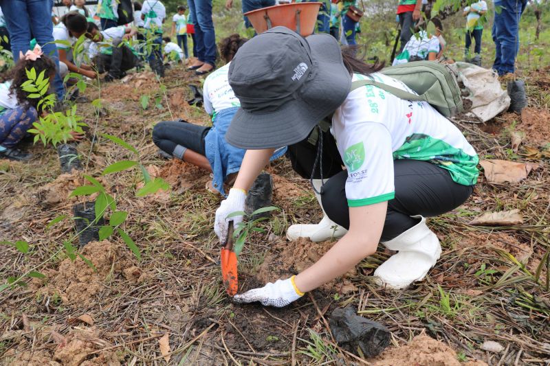 Asom/Ideflor-Bio
Uma área alterada no Parque Estadual do Utinga Camillo Vianna ganhou vida nova um ano após receber o plantio de 7.800 mudas de espécies florestais e frutíferas, cultivadas entre janeiro e junho de 2019. Com plantas de mais de um metro de altura, o reflorestamento do local é fruto da implantação do Sistema Miyawaki, realizado por meio de uma parceria entre o Instituto de Desenvolvimento Florestal e da Biodiversidade do Estado do Pará (Ideflor-Bio) e o Instituto Amigos da Floresta Amazônica (Asflora). <div class='credito_fotos'>Foto: Ascom Ideflor-Bio | <a href='/midias/2020/originais/6599_a7d31227-5580-3804-49cc-a3bbad5945cd.jpg' download><i class='fa-solid fa-download'></i> Download</a></div>