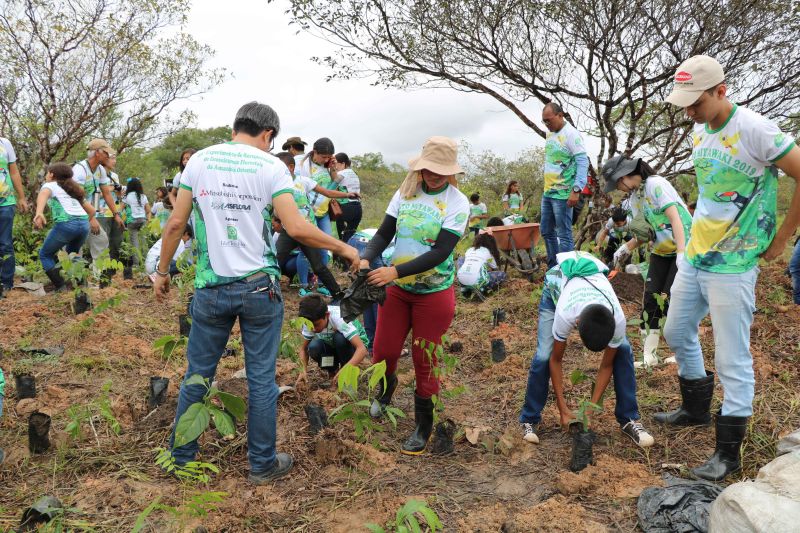 Asom/Ideflor-Bio
Uma área alterada no Parque Estadual do Utinga Camillo Vianna ganhou vida nova um ano após receber o plantio de 7.800 mudas de espécies florestais e frutíferas, cultivadas entre janeiro e junho de 2019. Com plantas de mais de um metro de altura, o reflorestamento do local é fruto da implantação do Sistema Miyawaki, realizado por meio de uma parceria entre o Instituto de Desenvolvimento Florestal e da Biodiversidade do Estado do Pará (Ideflor-Bio) e o Instituto Amigos da Floresta Amazônica (Asflora). <div class='credito_fotos'>Foto: Ascom Ideflor-Bio | <a href='/midias/2020/originais/6599_cb06fa95-9418-9f8e-039b-21196e774c87.jpg' download><i class='fa-solid fa-download'></i> Download</a></div>