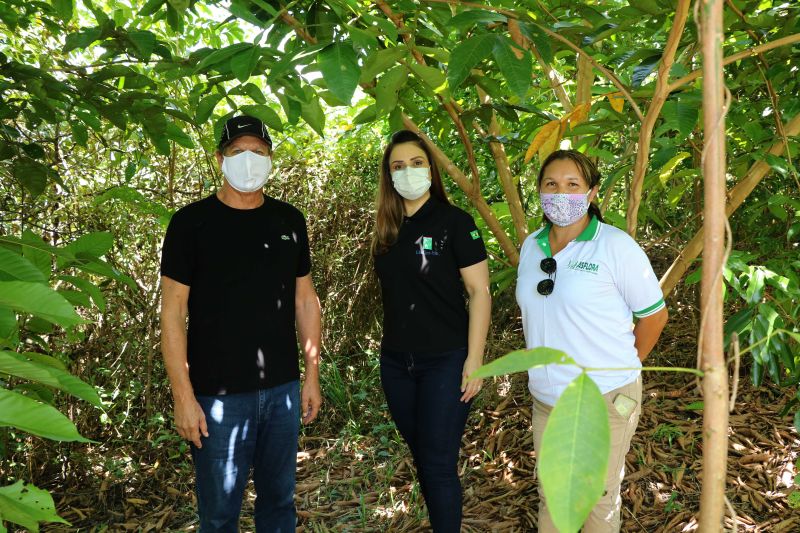 Asom/Ideflor-Bio
Uma área alterada no Parque Estadual do Utinga Camillo Vianna ganhou vida nova um ano após receber o plantio de 7.800 mudas de espécies florestais e frutíferas, cultivadas entre janeiro e junho de 2019. Com plantas de mais de um metro de altura, o reflorestamento do local é fruto da implantação do Sistema Miyawaki, realizado por meio de uma parceria entre o Instituto de Desenvolvimento Florestal e da Biodiversidade do Estado do Pará (Ideflor-Bio) e o Instituto Amigos da Floresta Amazônica (Asflora). <div class='credito_fotos'>Foto: Ascom Ideflor-Bio | <a href='/midias/2020/originais/6599_d2df3435-3217-45ab-b18c-dadfbd15029e.jpg' download><i class='fa-solid fa-download'></i> Download</a></div>