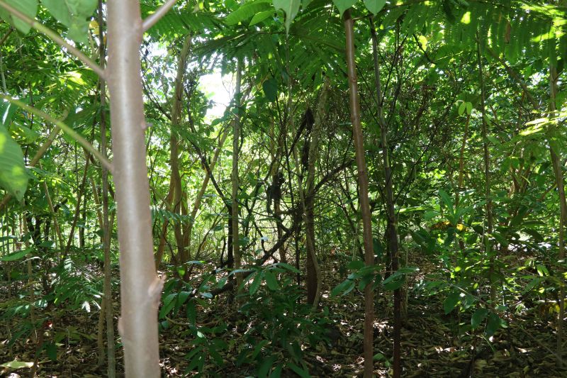 Asom/Ideflor-Bio
Uma área alterada no Parque Estadual do Utinga Camillo Vianna ganhou vida nova um ano após receber o plantio de 7.800 mudas de espécies florestais e frutíferas, cultivadas entre janeiro e junho de 2019. Com plantas de mais de um metro de altura, o reflorestamento do local é fruto da implantação do Sistema Miyawaki, realizado por meio de uma parceria entre o Instituto de Desenvolvimento Florestal e da Biodiversidade do Estado do Pará (Ideflor-Bio) e o Instituto Amigos da Floresta Amazônica (Asflora). <div class='credito_fotos'>Foto: Ascom Ideflor-Bio | <a href='/midias/2020/originais/6599_f735ea52-31d0-91dd-795b-bbf3ada7b660.jpg' download><i class='fa-solid fa-download'></i> Download</a></div>