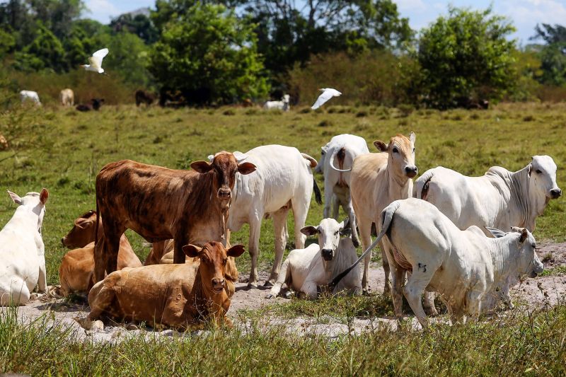  <div class='credito_fotos'>Foto: Bruno Cecim / Ag.Pará   |   <a href='/midias/2020/originais/6652_2cf99148-43ca-1880-53e9-67c391f6cae2.jpg' download><i class='fa-solid fa-download'></i> Download</a></div>