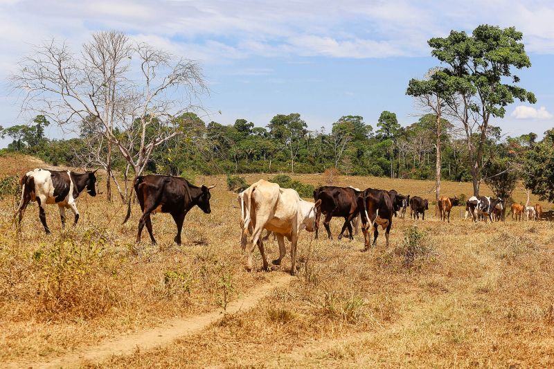  <div class='credito_fotos'>Foto: Bruno Cecim / Ag.Pará   |   <a href='/midias/2020/originais/6652_2e394fdd-3b1b-e2ec-c009-6687327530ef.jpg' download><i class='fa-solid fa-download'></i> Download</a></div>