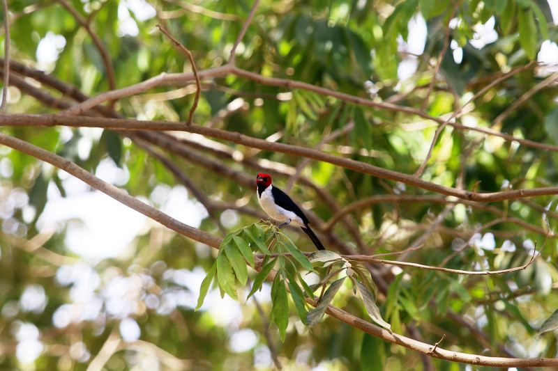  <div class='credito_fotos'>Foto: Bruno Cecim / Ag.Pará   |   <a href='/midias/2020/originais/6652_41b909ed-d0d1-8808-174e-5c0006085cc8.jpg' download><i class='fa-solid fa-download'></i> Download</a></div>