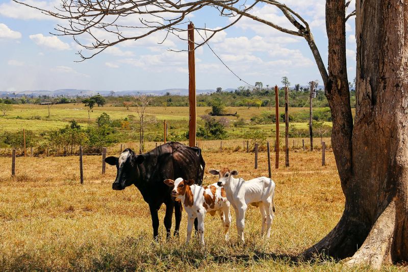  <div class='credito_fotos'>Foto: Bruno Cecim / Ag.Pará   |   <a href='/midias/2020/originais/6652_75862ba9-bf5e-8aae-5360-749c81a510e8.jpg' download><i class='fa-solid fa-download'></i> Download</a></div>