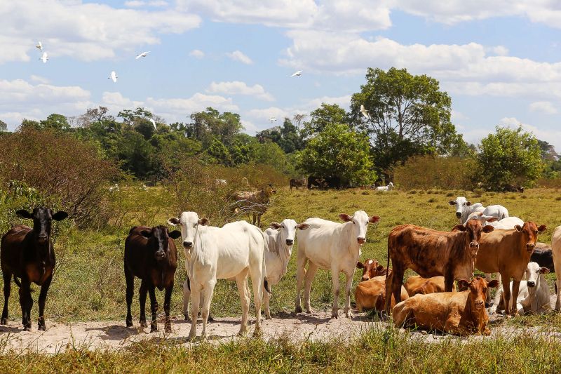  <div class='credito_fotos'>Foto: Bruno Cecim / Ag.Pará   |   <a href='/midias/2020/originais/6652_846a9c1b-9c6b-964b-be87-899cc2120f46.jpg' download><i class='fa-solid fa-download'></i> Download</a></div>