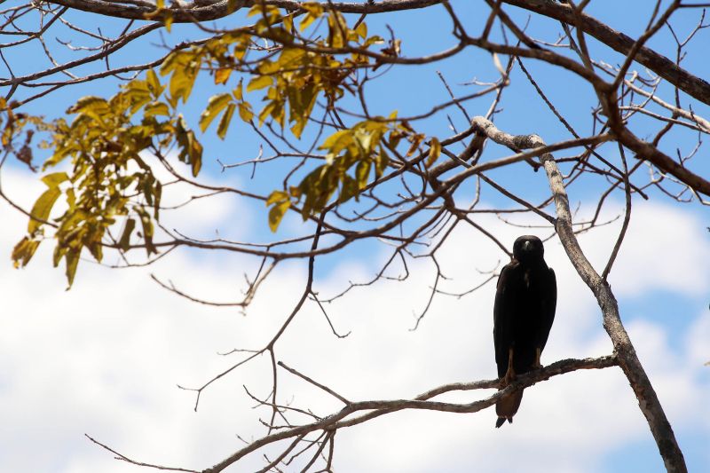  <div class='credito_fotos'>Foto: Bruno Cecim / Ag.Pará   |   <a href='/midias/2020/originais/6652_984f2257-ea7c-b7fb-a4d4-08fc402153df.jpg' download><i class='fa-solid fa-download'></i> Download</a></div>