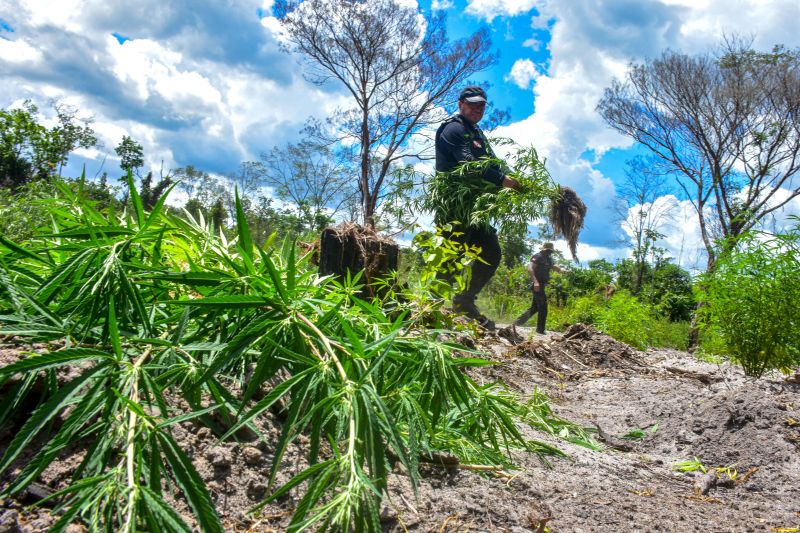 Polícia Civil destrói mais de 200 t de maconha durante operação Colheita Maldita II <div class='credito_fotos'>Foto: Leandro Santana / Ascom PCPA   |   <a href='/midias/2020/originais/6716_03d9e944-46a9-335b-4e60-cedc78acf926.jpg' download><i class='fa-solid fa-download'></i> Download</a></div>