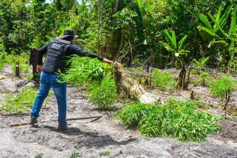 Polícia Civil destrói mais de 200 t de maconha durante operação Colheita Maldita II <div class='credito_fotos'>Foto: Leandro Santana / Ascom PCPA   |   <a href='/midias/2020/originais/6716_06a150e6-2017-4f57-3afe-30642be10dcb.jpg' download><i class='fa-solid fa-download'></i> Download</a></div>