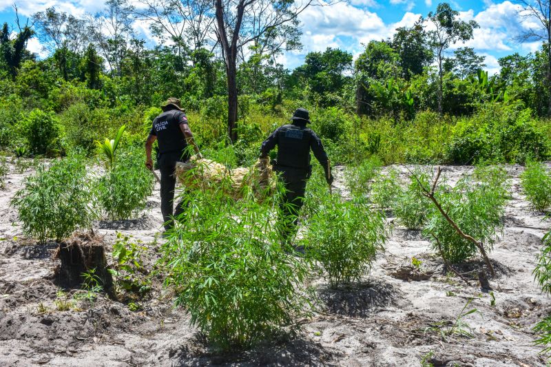 Polícia Civil destrói mais de 200 t de maconha durante operação Colheita Maldita II <div class='credito_fotos'>Foto: Leandro Santana / Ascom PCPA   |   <a href='/midias/2020/originais/6716_0e4eb26f-2936-380b-7c18-f32449f9e318.jpg' download><i class='fa-solid fa-download'></i> Download</a></div>