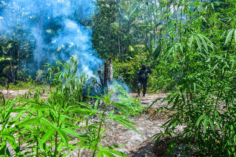 Polícia Civil destrói mais de 200 t de maconha durante operação Colheita Maldita II <div class='credito_fotos'>Foto: Leandro Santana / Ascom PCPA   |   <a href='/midias/2020/originais/6716_1743627c-24b9-5211-fbbc-6b1298b37e9a.jpg' download><i class='fa-solid fa-download'></i> Download</a></div>