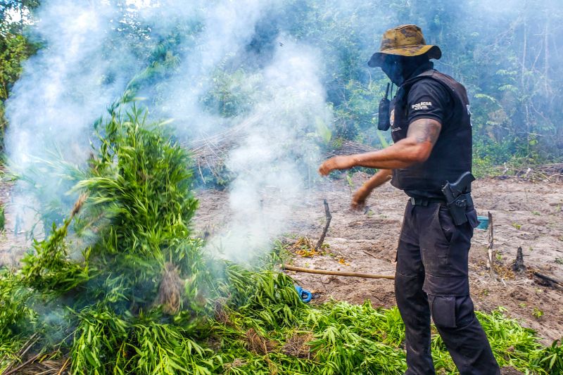 Polícia Civil destrói mais de 200 t de maconha durante operação Colheita Maldita II <div class='credito_fotos'>Foto: Leandro Santana / Ascom PCPA   |   <a href='/midias/2020/originais/6716_19aaedbf-fbc5-3f84-24bc-319901b3bd8d.jpg' download><i class='fa-solid fa-download'></i> Download</a></div>