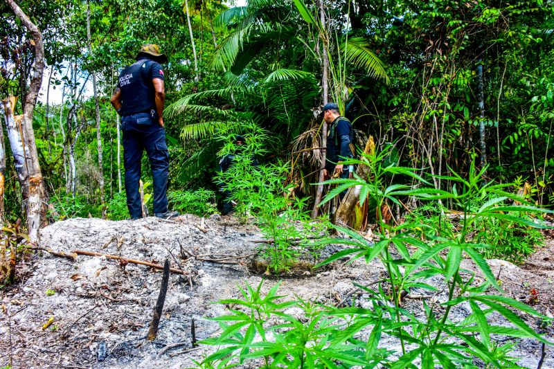 Polícia Civil destrói mais de 200 t de maconha durante operação Colheita Maldita II <div class='credito_fotos'>Foto: Leandro Santana / Ascom PCPA   |   <a href='/midias/2020/originais/6716_275508cf-2788-fb72-193d-9512126397d9.jpg' download><i class='fa-solid fa-download'></i> Download</a></div>