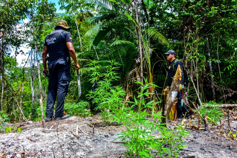 Polícia Civil destrói mais de 200 t de maconha durante operação Colheita Maldita II <div class='credito_fotos'>Foto: Leandro Santana / Ascom PCPA   |   <a href='/midias/2020/originais/6716_29f3b5f4-c5e3-e8f3-9240-44312a8b3919.jpg' download><i class='fa-solid fa-download'></i> Download</a></div>