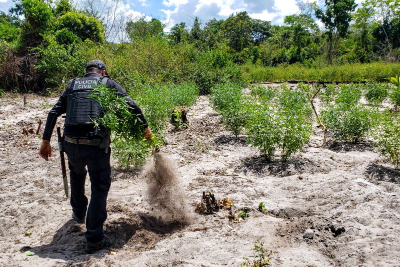 Polícia Civil destrói mais de 200 t de maconha durante operação Colheita Maldita II <div class='credito_fotos'>Foto: Leandro Santana / Ascom PCPA   |   <a href='/midias/2020/originais/6716_2d159e7d-2756-8782-1032-1dc3f7c2c8d7.jpg' download><i class='fa-solid fa-download'></i> Download</a></div>