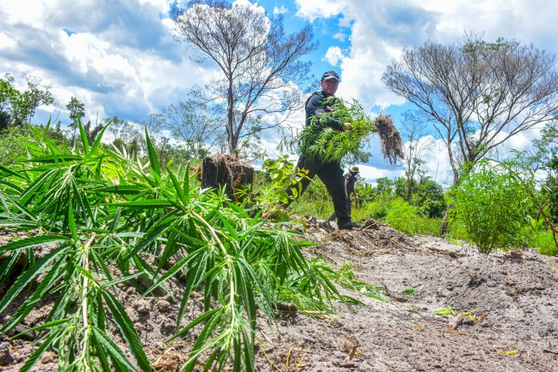 Polícia Civil destrói mais de 200 t de maconha durante operação Colheita Maldita II <div class='credito_fotos'>Foto: Leandro Santana / Ascom PCPA   |   <a href='/midias/2020/originais/6716_3117ae43-33ba-4cf0-7e82-9ef43ac570f9.jpg' download><i class='fa-solid fa-download'></i> Download</a></div>