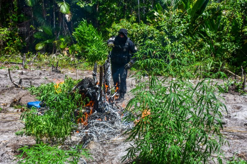 Polícia Civil destrói mais de 200 t de maconha durante operação Colheita Maldita II <div class='credito_fotos'>Foto: Leandro Santana / Ascom PCPA   |   <a href='/midias/2020/originais/6716_319926bf-6b81-220a-38ad-740947801699.jpg' download><i class='fa-solid fa-download'></i> Download</a></div>