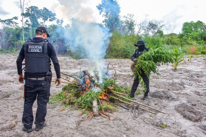 Polícia Civil destrói mais de 200 t de maconha durante operação Colheita Maldita II <div class='credito_fotos'>Foto: Leandro Santana / Ascom PCPA   |   <a href='/midias/2020/originais/6716_3538b51b-ff44-378f-0738-14f427fc8566.jpg' download><i class='fa-solid fa-download'></i> Download</a></div>