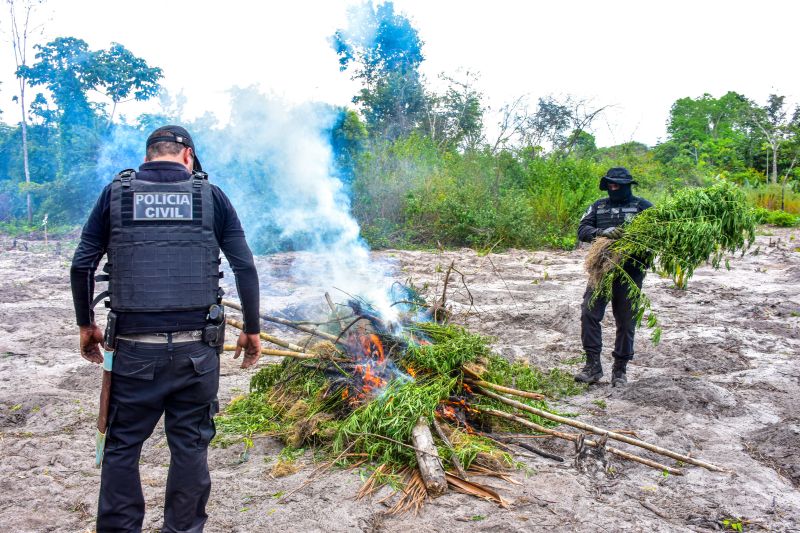 Polícia Civil destrói mais de 200 t de maconha durante operação Colheita Maldita II <div class='credito_fotos'>Foto: Leandro Santana / Ascom PCPA   |   <a href='/midias/2020/originais/6716_3656426f-b987-5e48-b1fe-27eeef6e9a6a.jpg' download><i class='fa-solid fa-download'></i> Download</a></div>