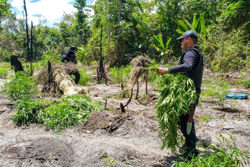 Polícia Civil destrói mais de 200 t de maconha durante operação Colheita Maldita II <div class='credito_fotos'>Foto: Leandro Santana / Ascom PCPA   |   <a href='/midias/2020/originais/6716_3896e9e0-ce24-6967-52c3-f5b148655e3e.jpg' download><i class='fa-solid fa-download'></i> Download</a></div>