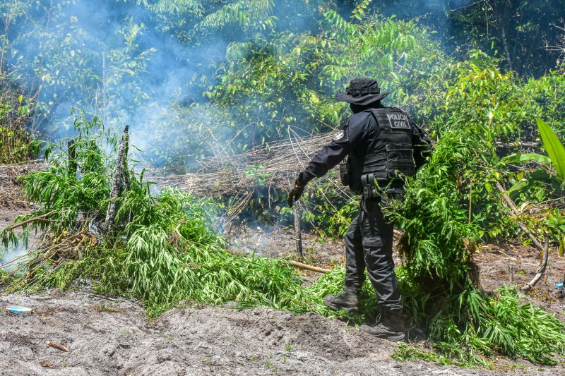 Polícia Civil destrói mais de 200 t de maconha durante operação Colheita Maldita II <div class='credito_fotos'>Foto: Leandro Santana / Ascom PCPA   |   <a href='/midias/2020/originais/6716_3f804e47-bcf1-dbe0-c737-764d476ed8ff.jpg' download><i class='fa-solid fa-download'></i> Download</a></div>