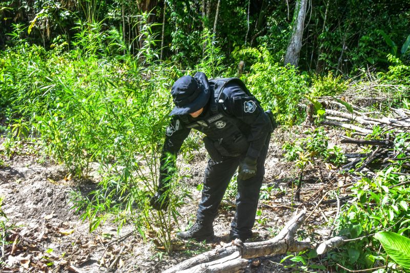 Polícia Civil destrói mais de 200 t de maconha durante operação Colheita Maldita II <div class='credito_fotos'>Foto: Leandro Santana / Ascom PCPA   |   <a href='/midias/2020/originais/6716_40d978e3-4a9c-a297-449f-5dadf15aba72.jpg' download><i class='fa-solid fa-download'></i> Download</a></div>