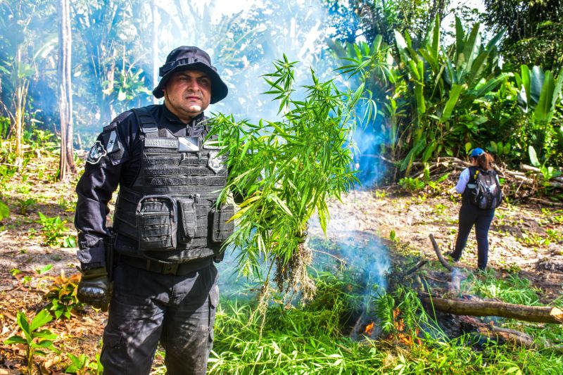 Polícia Civil destrói mais de 200 t de maconha durante operação Colheita Maldita II <div class='credito_fotos'>Foto: Leandro Santana / Ascom PCPA   |   <a href='/midias/2020/originais/6716_41b01558-b98c-8e89-a78a-59de52523ccc.jpg' download><i class='fa-solid fa-download'></i> Download</a></div>