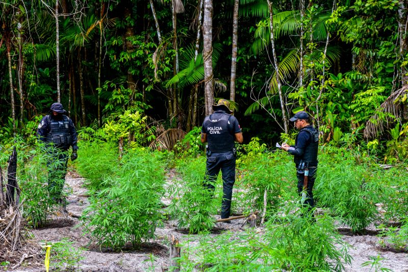 Polícia Civil destrói mais de 200 t de maconha durante operação Colheita Maldita II <div class='credito_fotos'>Foto: Leandro Santana / Ascom PCPA   |   <a href='/midias/2020/originais/6716_45185ce7-8250-f923-5c8b-fc6695b309ab.jpg' download><i class='fa-solid fa-download'></i> Download</a></div>