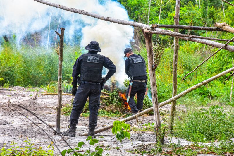 Polícia Civil destrói mais de 200 t de maconha durante operação Colheita Maldita II <div class='credito_fotos'>Foto: Leandro Santana / Ascom PCPA   |   <a href='/midias/2020/originais/6716_46e7669e-7d6b-80a0-f120-6bfaaadc87d2.jpg' download><i class='fa-solid fa-download'></i> Download</a></div>