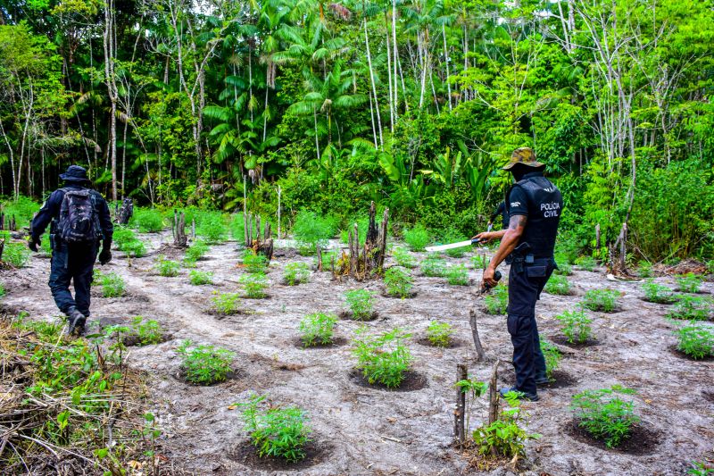 Polícia Civil destrói mais de 200 t de maconha durante operação Colheita Maldita II <div class='credito_fotos'>Foto: Leandro Santana / Ascom PCPA   |   <a href='/midias/2020/originais/6716_473a5e9b-541a-282b-9067-20cfe31ae053.jpg' download><i class='fa-solid fa-download'></i> Download</a></div>