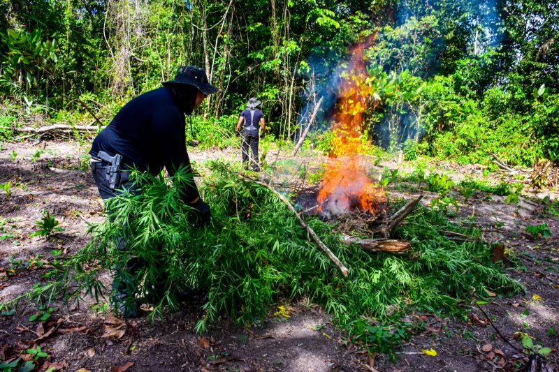 Polícia Civil destrói mais de 200 t de maconha durante operação Colheita Maldita II <div class='credito_fotos'>Foto: Leandro Santana / Ascom PCPA   |   <a href='/midias/2020/originais/6716_4959f23a-0dce-cca4-46e4-823b379c9505.jpg' download><i class='fa-solid fa-download'></i> Download</a></div>