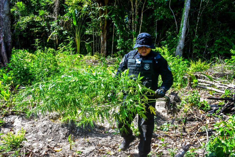 Polícia Civil destrói mais de 200 t de maconha durante operação Colheita Maldita II <div class='credito_fotos'>Foto: Leandro Santana / Ascom PCPA   |   <a href='/midias/2020/originais/6716_53b7d8cb-2d2e-53cf-25b5-60c99a0c5ef4.jpg' download><i class='fa-solid fa-download'></i> Download</a></div>