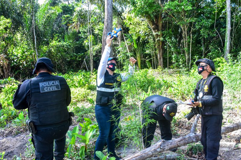 Polícia Civil destrói mais de 200 t de maconha durante operação Colheita Maldita II <div class='credito_fotos'>Foto: Leandro Santana / Ascom PCPA   |   <a href='/midias/2020/originais/6716_592fff95-1efe-0046-5eca-b933b8213096.jpg' download><i class='fa-solid fa-download'></i> Download</a></div>