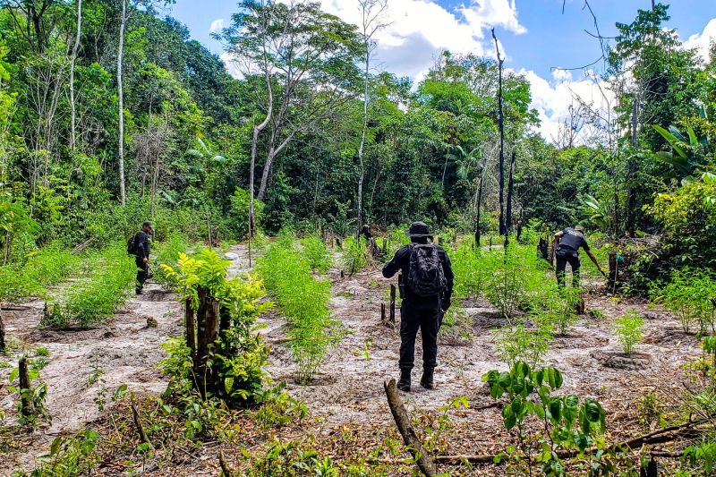 Polícia Civil destrói mais de 200 t de maconha durante operação Colheita Maldita II <div class='credito_fotos'>Foto: Leandro Santana / Ascom PCPA   |   <a href='/midias/2020/originais/6716_5d949c11-ecfb-78dd-f50c-99b42b54c185.jpg' download><i class='fa-solid fa-download'></i> Download</a></div>