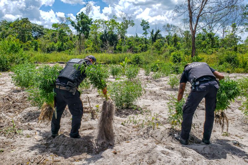 Polícia Civil destrói mais de 200 t de maconha durante operação Colheita Maldita II <div class='credito_fotos'>Foto: Leandro Santana / Ascom PCPA   |   <a href='/midias/2020/originais/6716_787810cf-31a4-f506-ae13-e9e3fe803250.jpg' download><i class='fa-solid fa-download'></i> Download</a></div>