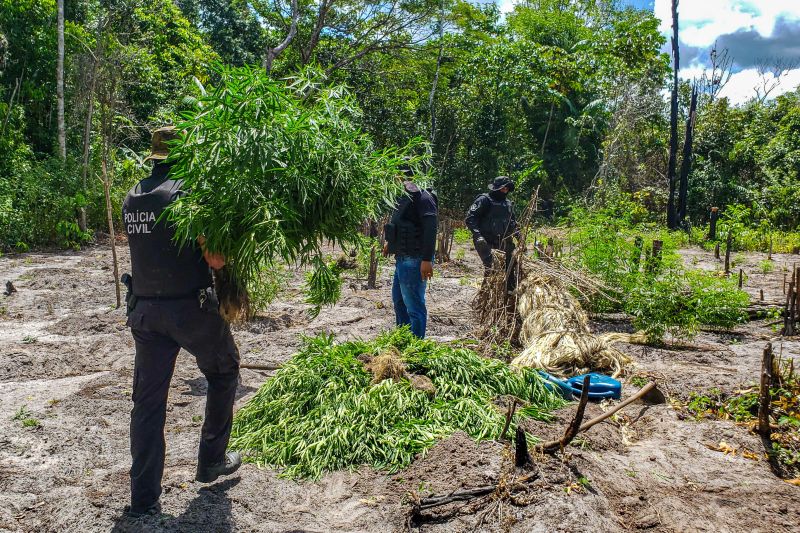 Polícia Civil destrói mais de 200 t de maconha durante operação Colheita Maldita II <div class='credito_fotos'>Foto: Leandro Santana / Ascom PCPA   |   <a href='/midias/2020/originais/6716_7b7e4ef3-3ce3-a6f9-9111-dd04eeeaa90c.jpg' download><i class='fa-solid fa-download'></i> Download</a></div>