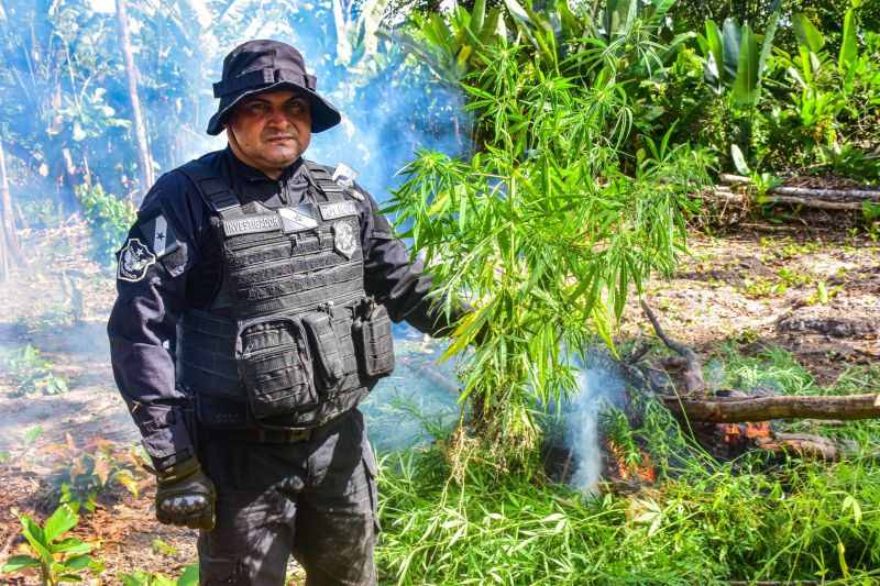 Polícia Civil destrói mais de 200 t de maconha durante operação Colheita Maldita II <div class='credito_fotos'>Foto: Leandro Santana / Ascom PCPA   |   <a href='/midias/2020/originais/6716_7d3795e9-3c27-1c05-7d8b-839160102e7e.jpg' download><i class='fa-solid fa-download'></i> Download</a></div>