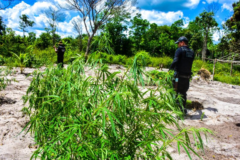 Polícia Civil destrói mais de 200 t de maconha durante operação Colheita Maldita II <div class='credito_fotos'>Foto: Leandro Santana / Ascom PCPA   |   <a href='/midias/2020/originais/6716_7e7025d7-b48c-70ec-5fd5-300956f1d2b3.jpg' download><i class='fa-solid fa-download'></i> Download</a></div>