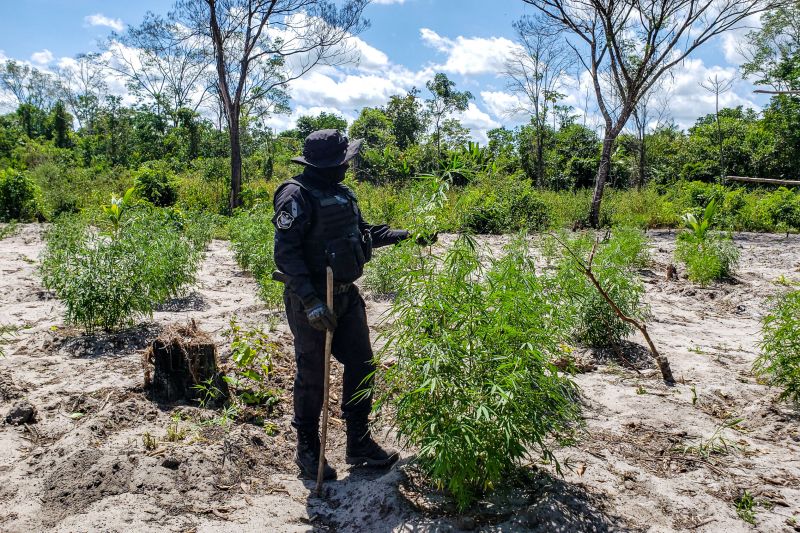 Polícia Civil destrói mais de 200 t de maconha durante operação Colheita Maldita II <div class='credito_fotos'>Foto: Leandro Santana / Ascom PCPA   |   <a href='/midias/2020/originais/6716_8a3939ba-700a-260c-3867-d83c23891b39.jpg' download><i class='fa-solid fa-download'></i> Download</a></div>