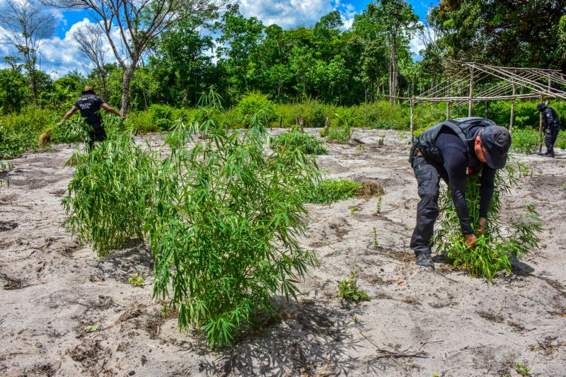 Polícia Civil destrói mais de 200 t de maconha durante operação Colheita Maldita II <div class='credito_fotos'>Foto: Leandro Santana / Ascom PCPA   |   <a href='/midias/2020/originais/6716_8f775d24-423c-25a9-5e73-f8205ec4849f.jpg' download><i class='fa-solid fa-download'></i> Download</a></div>