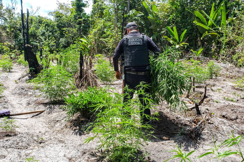 Polícia Civil destrói mais de 200 t de maconha durante operação Colheita Maldita II <div class='credito_fotos'>Foto: Leandro Santana / Ascom PCPA   |   <a href='/midias/2020/originais/6716_91c861e7-4e85-4c9b-467d-62f71fc387b3.jpg' download><i class='fa-solid fa-download'></i> Download</a></div>