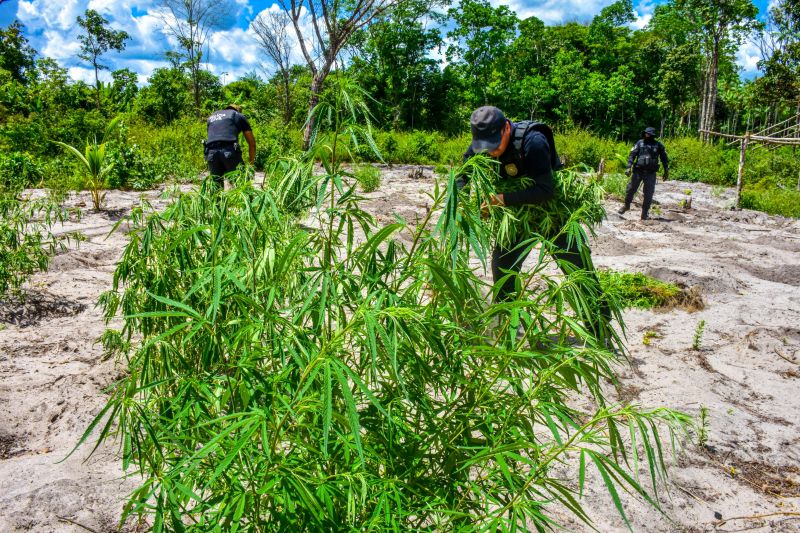 Polícia Civil destrói mais de 200 t de maconha durante operação Colheita Maldita II <div class='credito_fotos'>Foto: Leandro Santana / Ascom PCPA   |   <a href='/midias/2020/originais/6716_9700f50c-8fda-c3bb-230a-0ba934fb203a.jpg' download><i class='fa-solid fa-download'></i> Download</a></div>