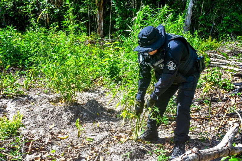 Polícia Civil destrói mais de 200 t de maconha durante operação Colheita Maldita II <div class='credito_fotos'>Foto: Leandro Santana / Ascom PCPA   |   <a href='/midias/2020/originais/6716_9cdf9cba-a9e2-7461-9fb9-0673dc2bfd63.jpg' download><i class='fa-solid fa-download'></i> Download</a></div>