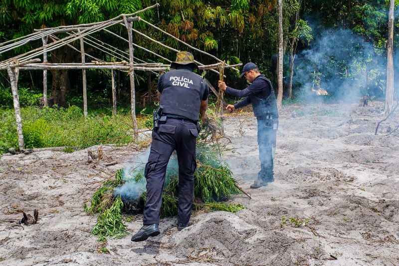 Polícia Civil destrói mais de 200 t de maconha durante operação Colheita Maldita II <div class='credito_fotos'>Foto: Leandro Santana / Ascom PCPA   |   <a href='/midias/2020/originais/6716_9df387b8-9a7e-feb1-0b04-d1786656e589.jpg' download><i class='fa-solid fa-download'></i> Download</a></div>