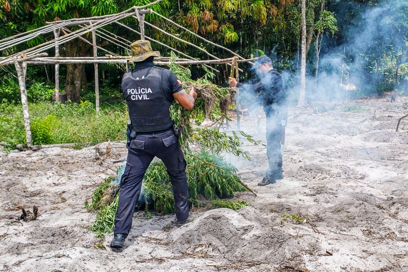 Polícia Civil destrói mais de 200 t de maconha durante operação Colheita Maldita II <div class='credito_fotos'>Foto: Leandro Santana / Ascom PCPA   |   <a href='/midias/2020/originais/6716_9f5604c8-67b0-61b2-3f01-719377a26ae6.jpg' download><i class='fa-solid fa-download'></i> Download</a></div>