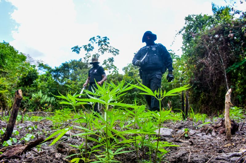 Polícia Civil destrói mais de 200 t de maconha durante operação Colheita Maldita II <div class='credito_fotos'>Foto: Leandro Santana / Ascom PCPA   |   <a href='/midias/2020/originais/6716_a8c035c5-7527-c24b-f1bb-18e699008850.jpg' download><i class='fa-solid fa-download'></i> Download</a></div>