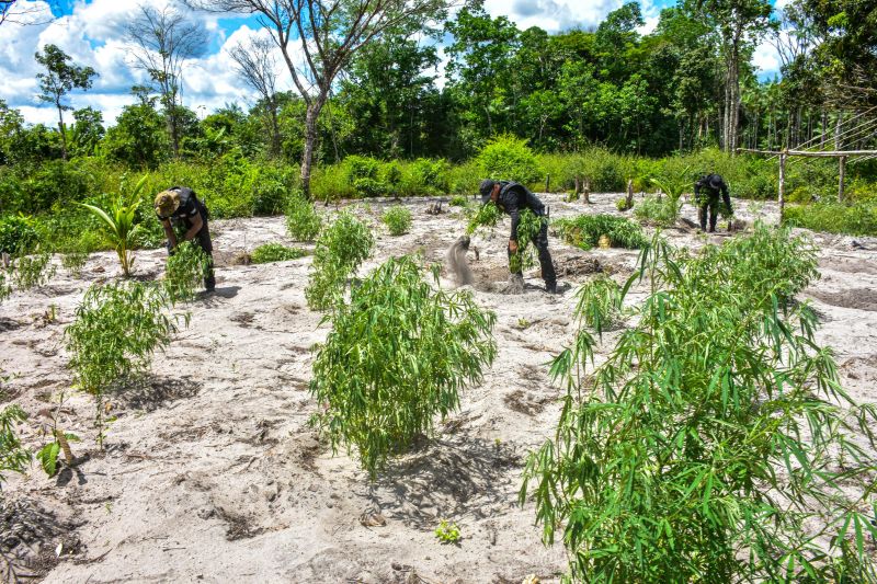 Polícia Civil destrói mais de 200 t de maconha durante operação Colheita Maldita II <div class='credito_fotos'>Foto: Leandro Santana / Ascom PCPA   |   <a href='/midias/2020/originais/6716_ae73e53c-d501-a62d-8384-6c8521eef990.jpg' download><i class='fa-solid fa-download'></i> Download</a></div>