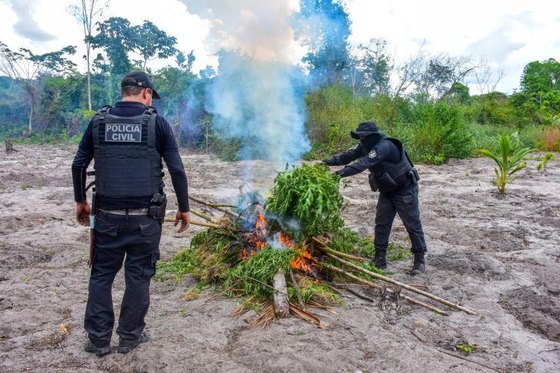 Polícia Civil destrói mais de 200 t de maconha durante operação Colheita Maldita II <div class='credito_fotos'>Foto: Leandro Santana / Ascom PCPA   |   <a href='/midias/2020/originais/6716_b5859b6d-f789-9cbf-2769-b7120cded7c7.jpg' download><i class='fa-solid fa-download'></i> Download</a></div>