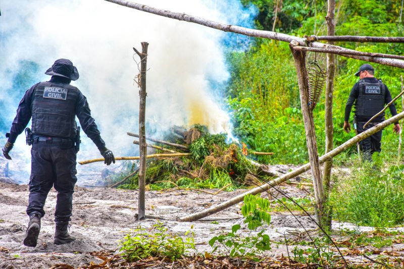 Polícia Civil destrói mais de 200 t de maconha durante operação Colheita Maldita II <div class='credito_fotos'>Foto: Leandro Santana / Ascom PCPA   |   <a href='/midias/2020/originais/6716_b78c6d55-5bfa-49ee-eb9f-02d4cab3506a.jpg' download><i class='fa-solid fa-download'></i> Download</a></div>