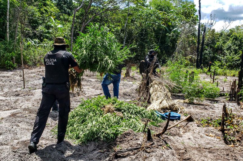 Polícia Civil destrói mais de 200 t de maconha durante operação Colheita Maldita II <div class='credito_fotos'>Foto: Leandro Santana / Ascom PCPA   |   <a href='/midias/2020/originais/6716_c8c5d0c4-5a43-da33-0e81-2466a7cfb6c8.jpg' download><i class='fa-solid fa-download'></i> Download</a></div>